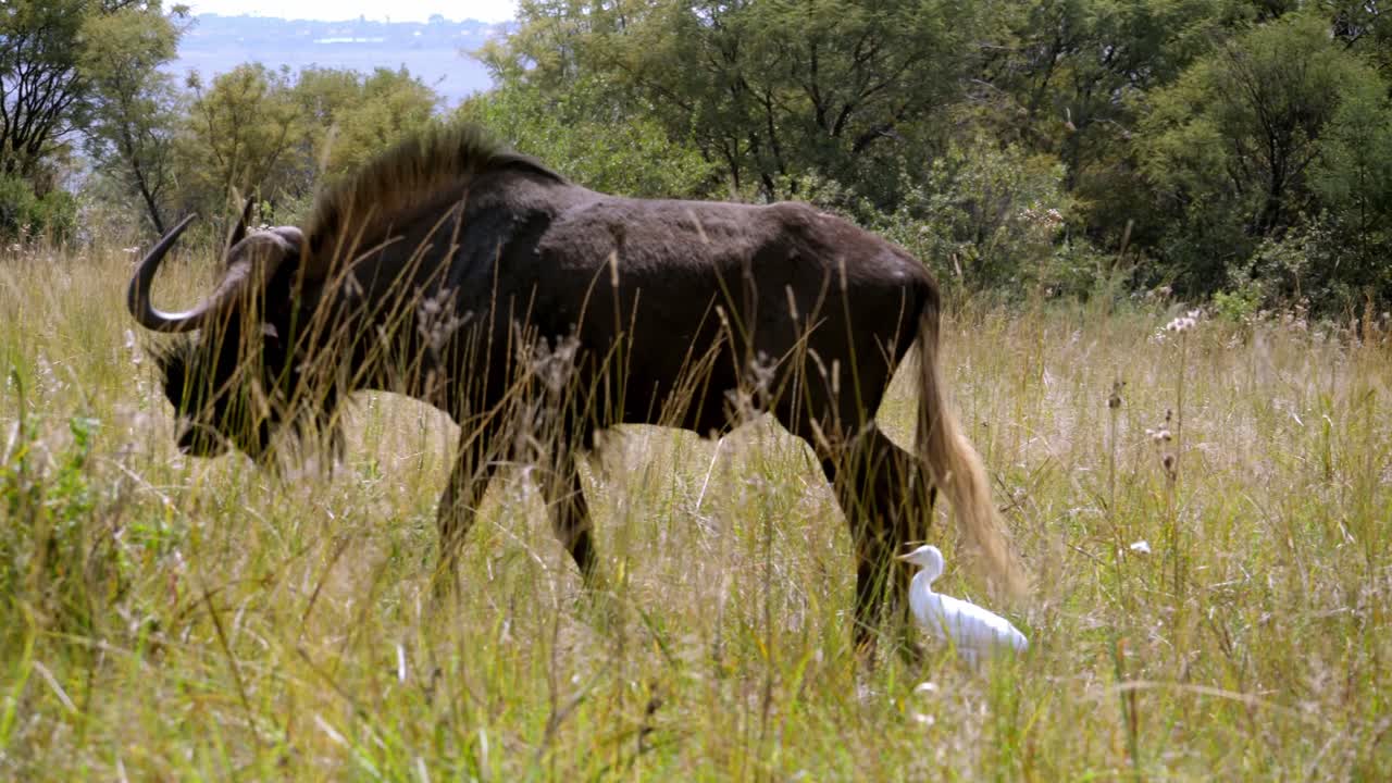 긴 잔디를 통해 멀리 걸어 누우의 추적 샷