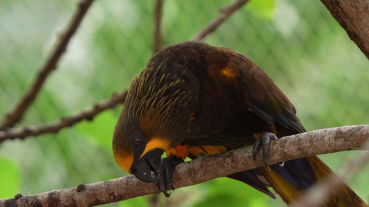 lory marrón, chalcopsitta duivenbodei, encaramado en la rama de un árbol, mirando hacia abajo, de repente se da la vuelta y limpia sus plumas, fotografía de cerca de una especie de pájaro loro exótico nativo del norte de nueva guinea