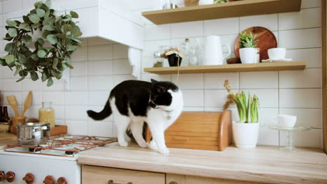 cats in the kitchen