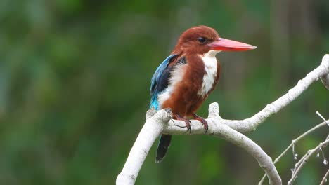 kingfisher in tree uhd mp4 4k video