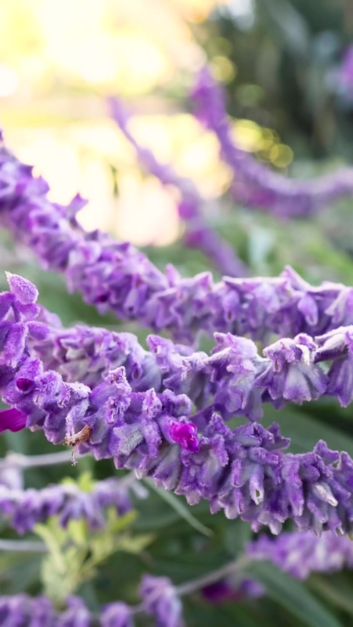 Primo piano verticale di fiori viola testurizzati che ondeggiano dolcemente in un luminoso giardino all'aperto