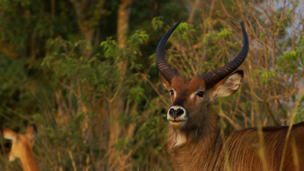 Male waterbuck (Kobus ellipsiprymnus) scratches its back amidst acacia branches amid golden savannah grass at Murchison Falls National Park Uganda under soft dawn light static side-view shot scenic