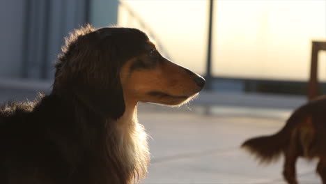 Perro-Salchicha-Oscuro-Disfrutando-Del-Sol-En-Su-Cara