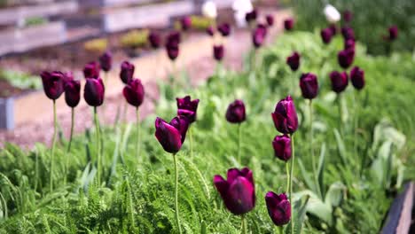 handheld shot of vibrant purple tulips swaying in the wind with blurred greenery.