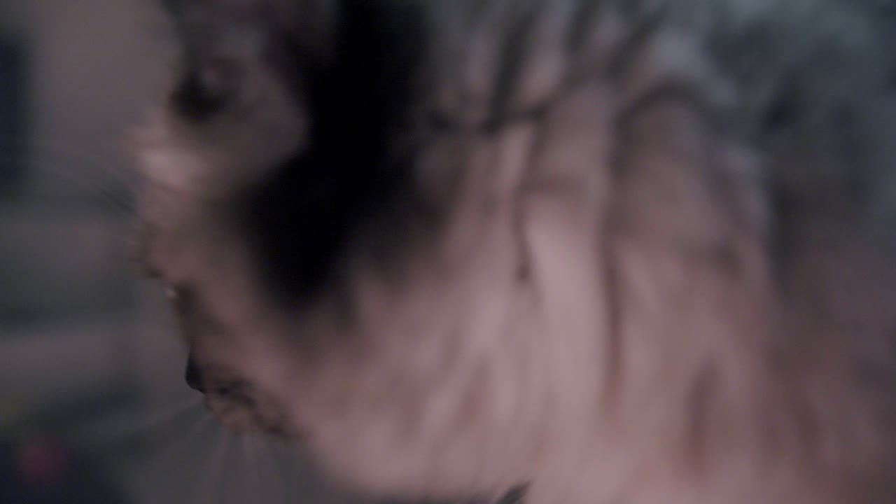 крупный план серой кошки