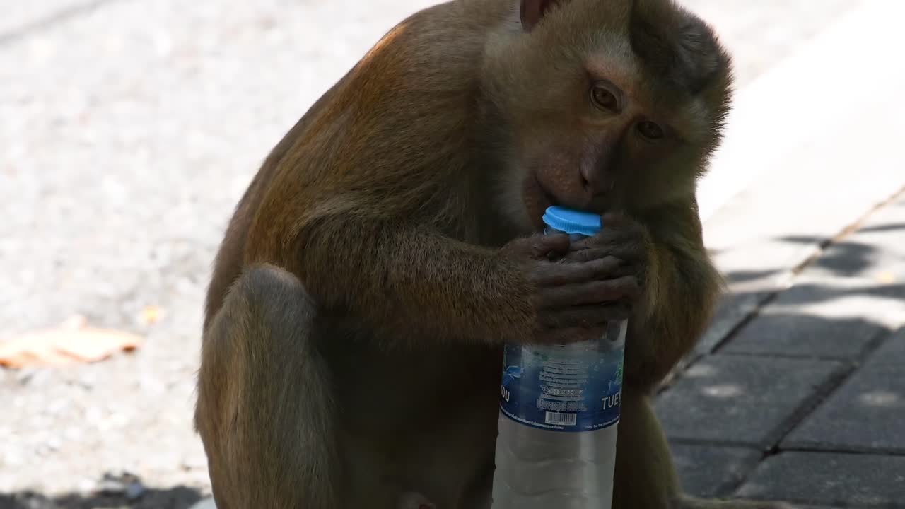 A monkey examines and manipulates a plastic water bottle on a sunlit pavement.