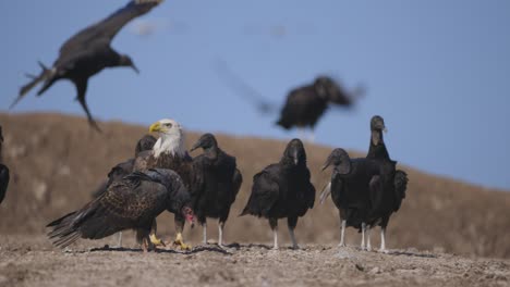 bald eagle eating meat next to turkey vulture and other vultures