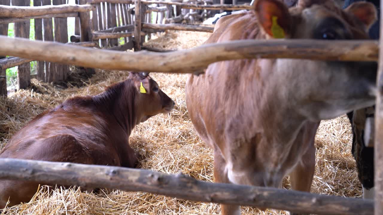 Jersey-Kuh blickt durch einen Holzlattenzaun im Stall, Nutz- und Milchvieh.