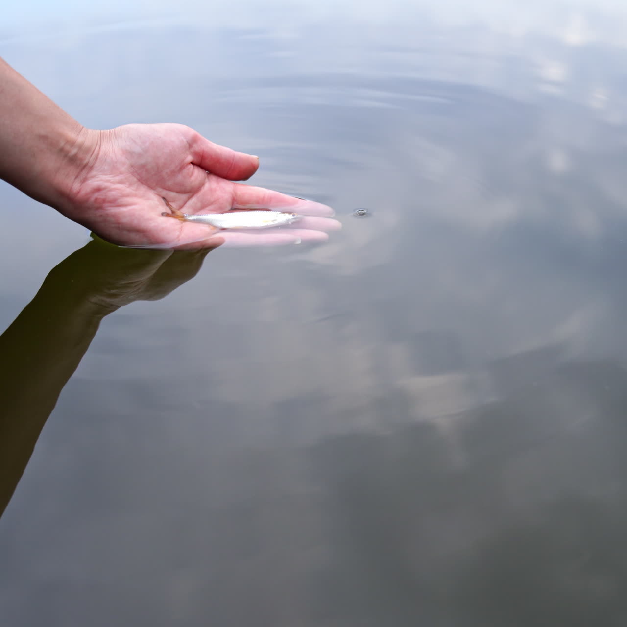 Small river fish breathing quickly on palm on the water background. Hand holding fish over the river and puts it down into the water. Fisherman's hobby.