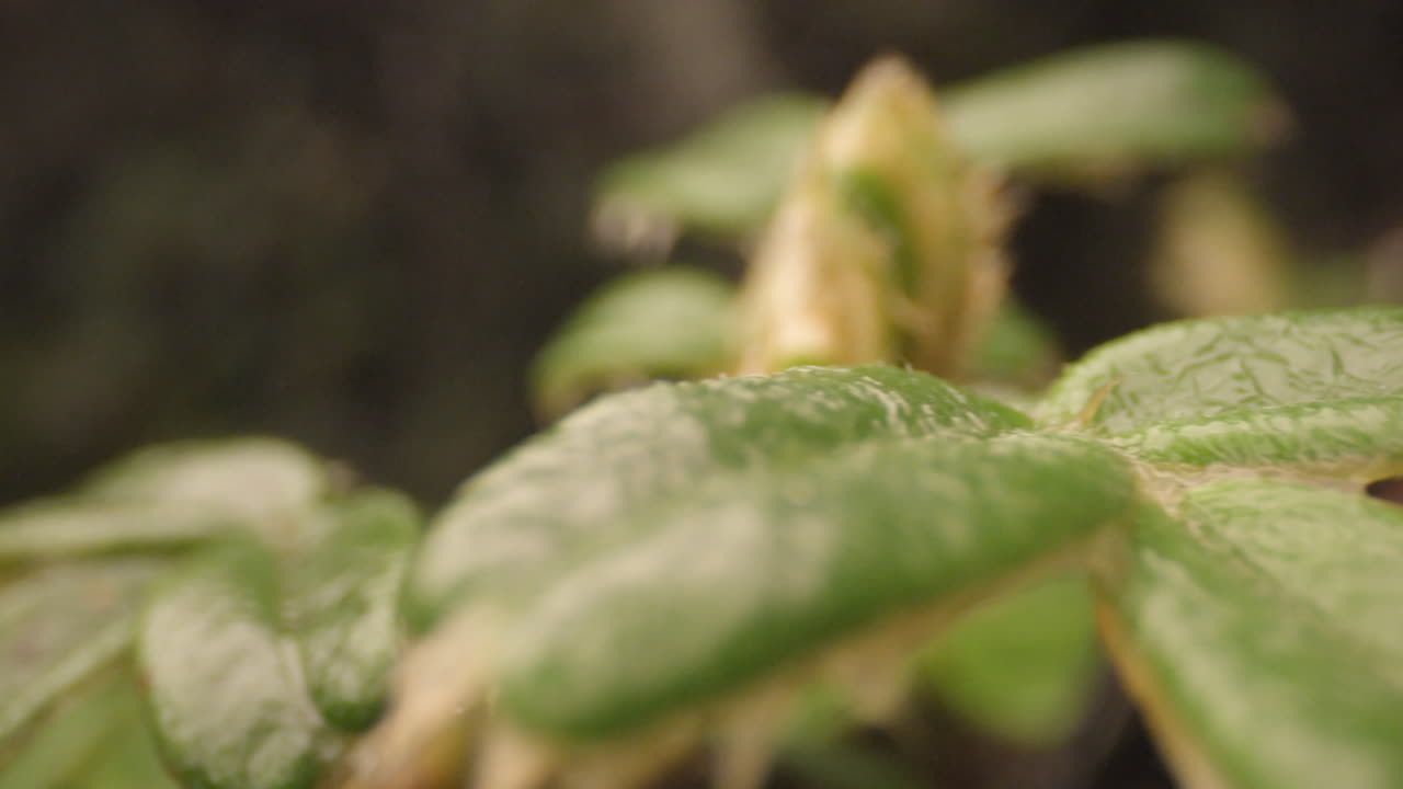 숲과 초목, 나무 매크로