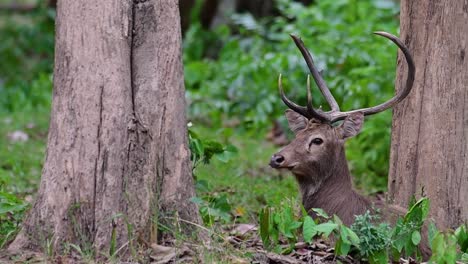 el ciervo del campo es una especie en peligro de extinción debido a la pérdida de hábitat y la caza