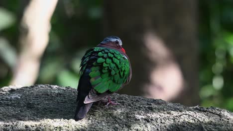 paloma esmeralda común, chalcophaps indica vista desde su espalda hinchando sus plumas mientras está de pie sobre una roca durante las primeras horas de la mañana en el bosque, tailandia