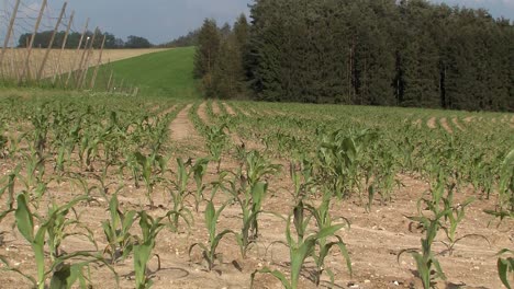 Maisfeld-In-Bayern-Im-Frühsommer,-Deutschland-1