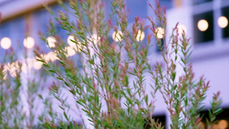 beautiful background with green foliage in sunset time against the backdrop of lanterns