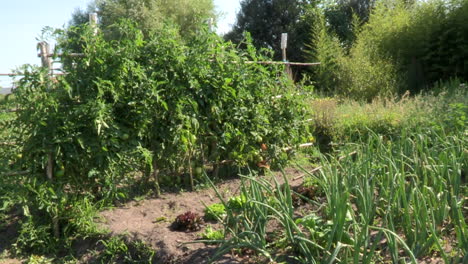 vegetable garden with various vegetables, tomatoes, lettuce, garlic, onions and carrots status