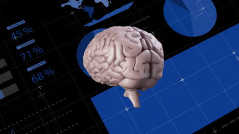 animación del cerebro humano, procesamiento de datos y estadísticas sobre fondo negro