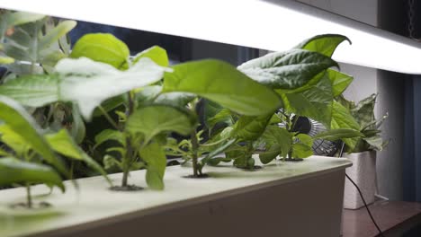 hydroponic growing of carolina reaper chili home in apartment with homemade setup-1