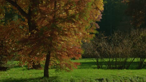 autumn-trees-reflected-on-lake-on-bright-light-with-focus-pull