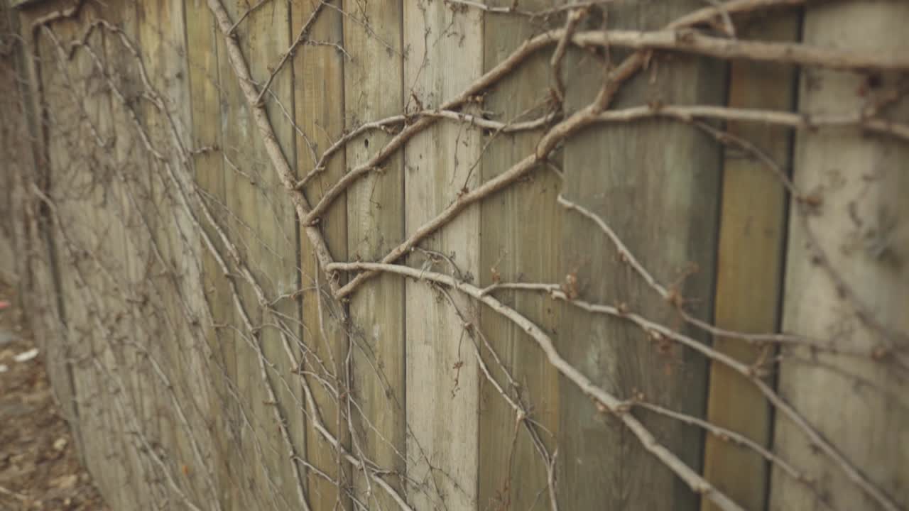 Leafless Vines Creeping And Climbing Up On The Old Wooden Wall. - closeup shot