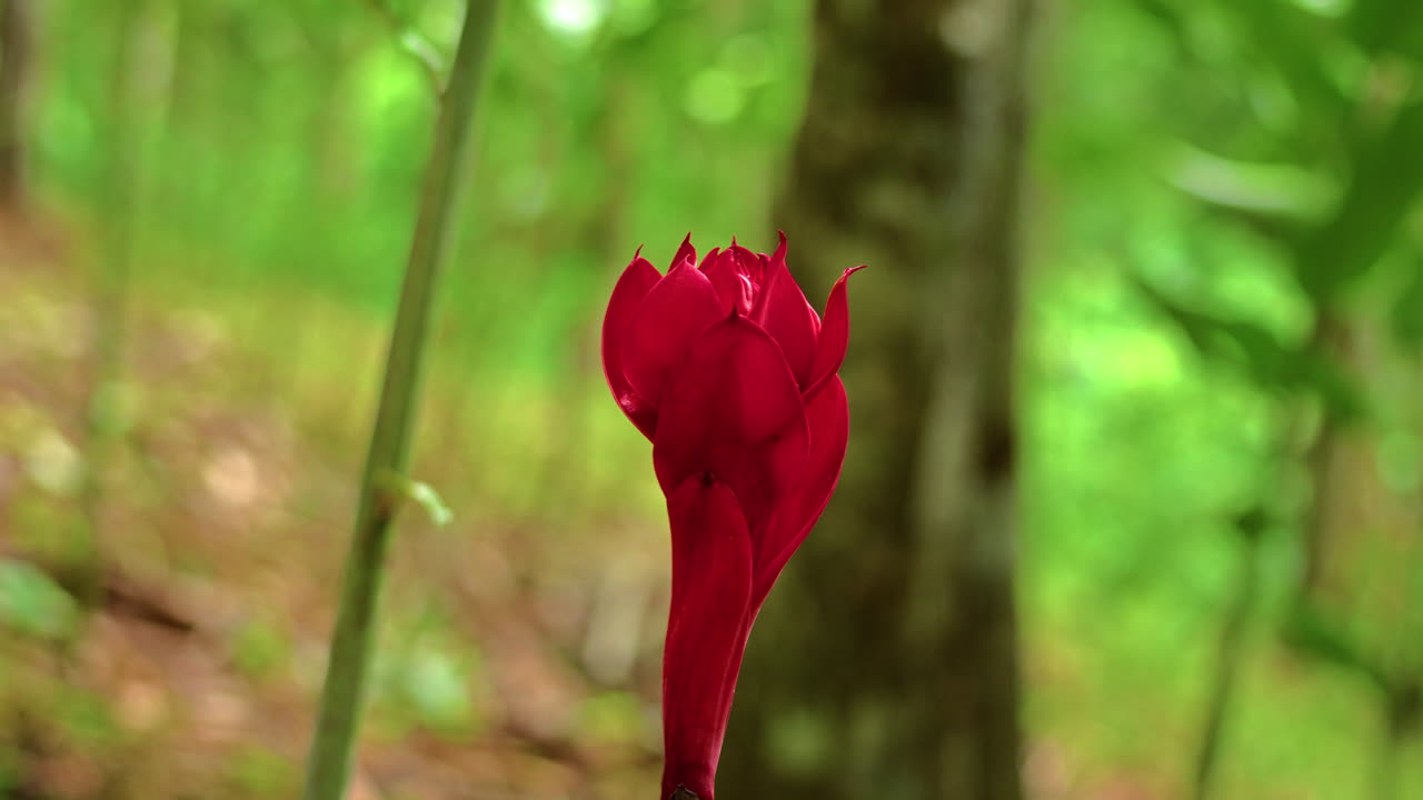 slow-motion rotating shot of a vibrant torch ginger flower growing in a forest