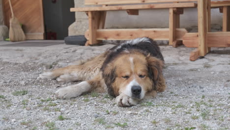 Lindo-Perro-Pastor-Duerme-Frente-A-Una-Casa-Antigua,-Vista-Frontal-De-Cerca