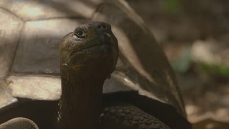 huge turtle on pitcairn island