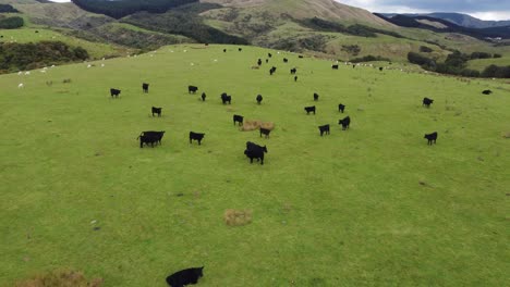 flying away and upwards from a herd of cows on a farm in the manawatu region in new zealand