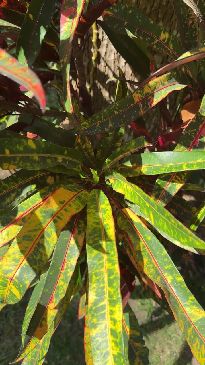 Primo piano di foglie vivaci e variegate di pianta di Croton.