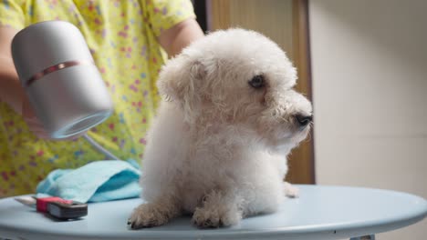 dog small white toy poodle hair dried with hairdresser closeup shot at vet care