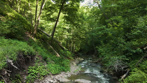 drone flying through trees above babbling creek flowing calmly lit by sun rays