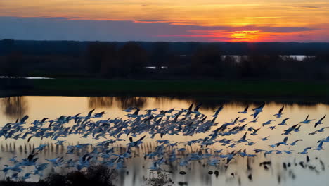 flock of birds flying over water at sunset