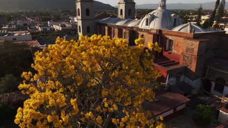 aerial tilt up shot of yellow tree and beautiful ancient historic catholic church named templo de san juan bautista