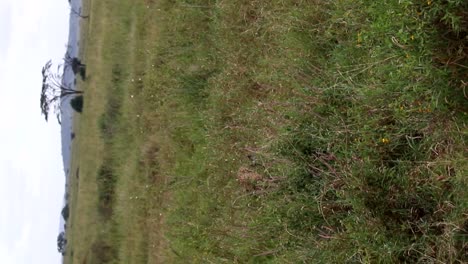 Vertical-shot-of-a-leopard-walking-alongside-a-safari-vehicle,-in-Tanzania