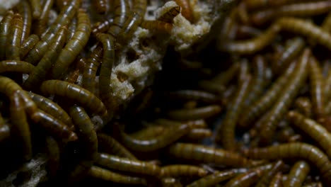 The-Mealworm-is-a-species-of-Darkling-Beetle-used-to-feed-pets-like-fish,-snakes,-birds,-and-frogs