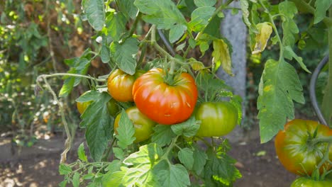 immature tomatoes are growing in a bed