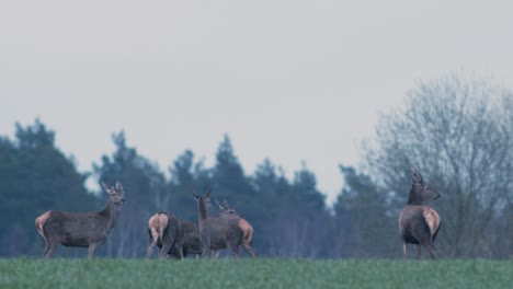 Eine-Herde-Wilder-Hirsche,-Die-Sich-In-Der-Abenddämmerung-Nach-Sonnenuntergang-Auf-Dem-Erntefeld-Ernähren