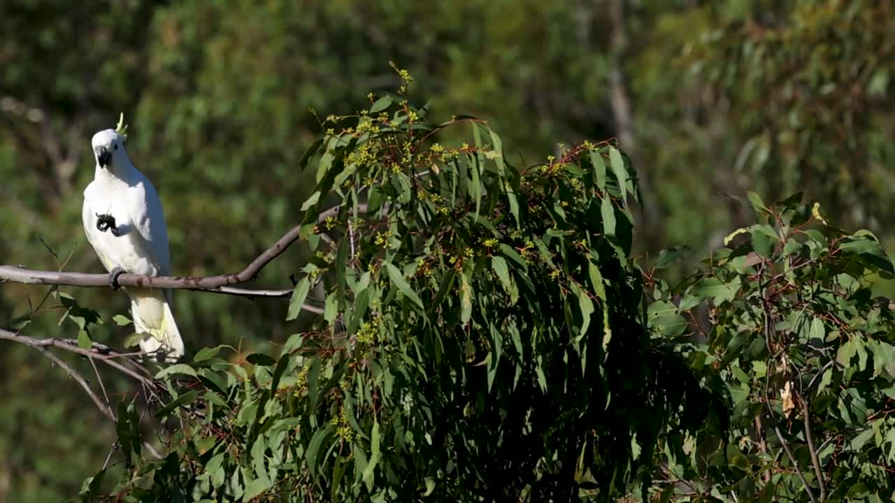 A white cockatoo perches on a branch surrounded by dense green foliage.