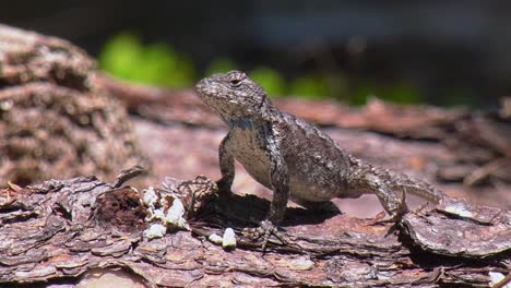 lagarto de valla oriental macho listo para emboscar o escapar de cerca