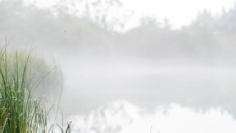 slide shot of a fogy lake with grass in the foreground