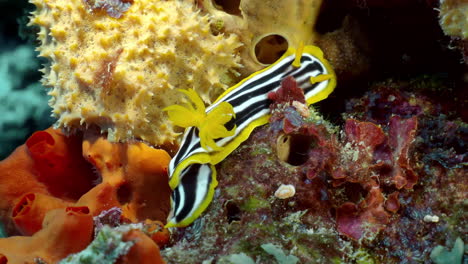 Una-Babosa-De-Mar-Caminando,-Chromodoris-Magnifica