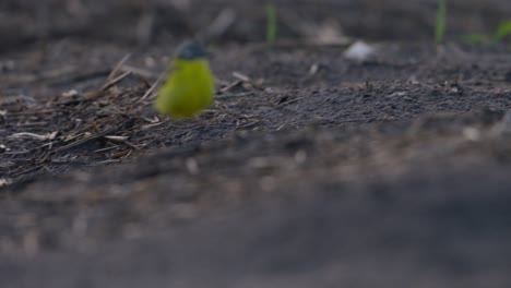 Schafstelze,-Die-In-Der-Abenddämmerung-Am-Wasser-In-Tulpenfeldern-Entlang-Läuft,-Spiegelbild-Sichtbar