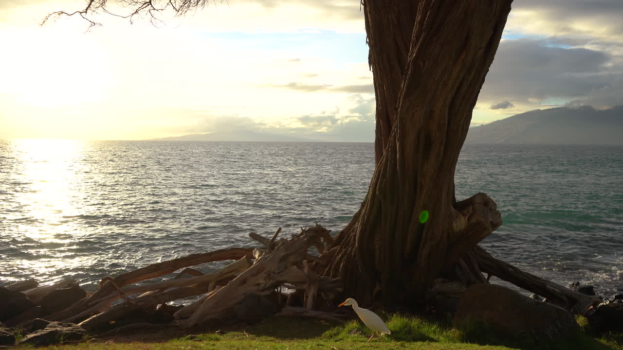 4k, 흰 왜가리가 먹이를 찾아 걷고 있다