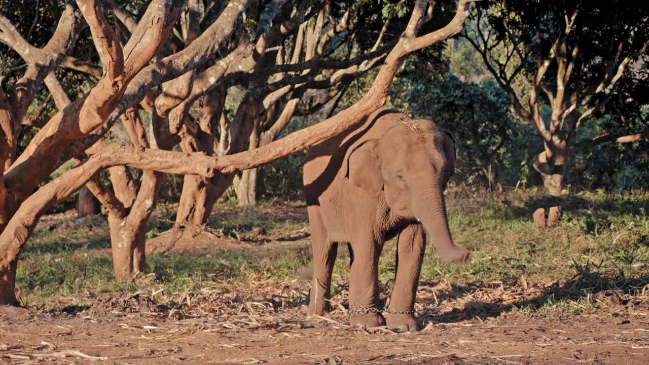 Elephant in a natural setting