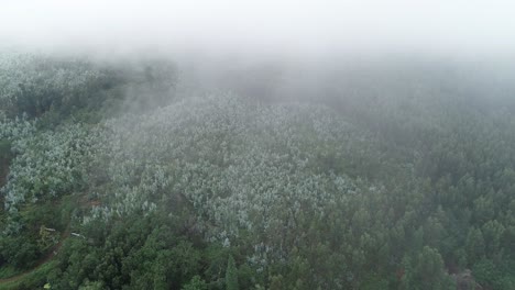 aerial view of misty forest fog