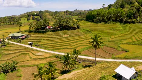 Toma-Aérea-Circular-De-Campos-De-Arroz-Dorado-Listos-Para-La-Cosecha-En-Las-Montañas-De-Bohol,-Filipinas