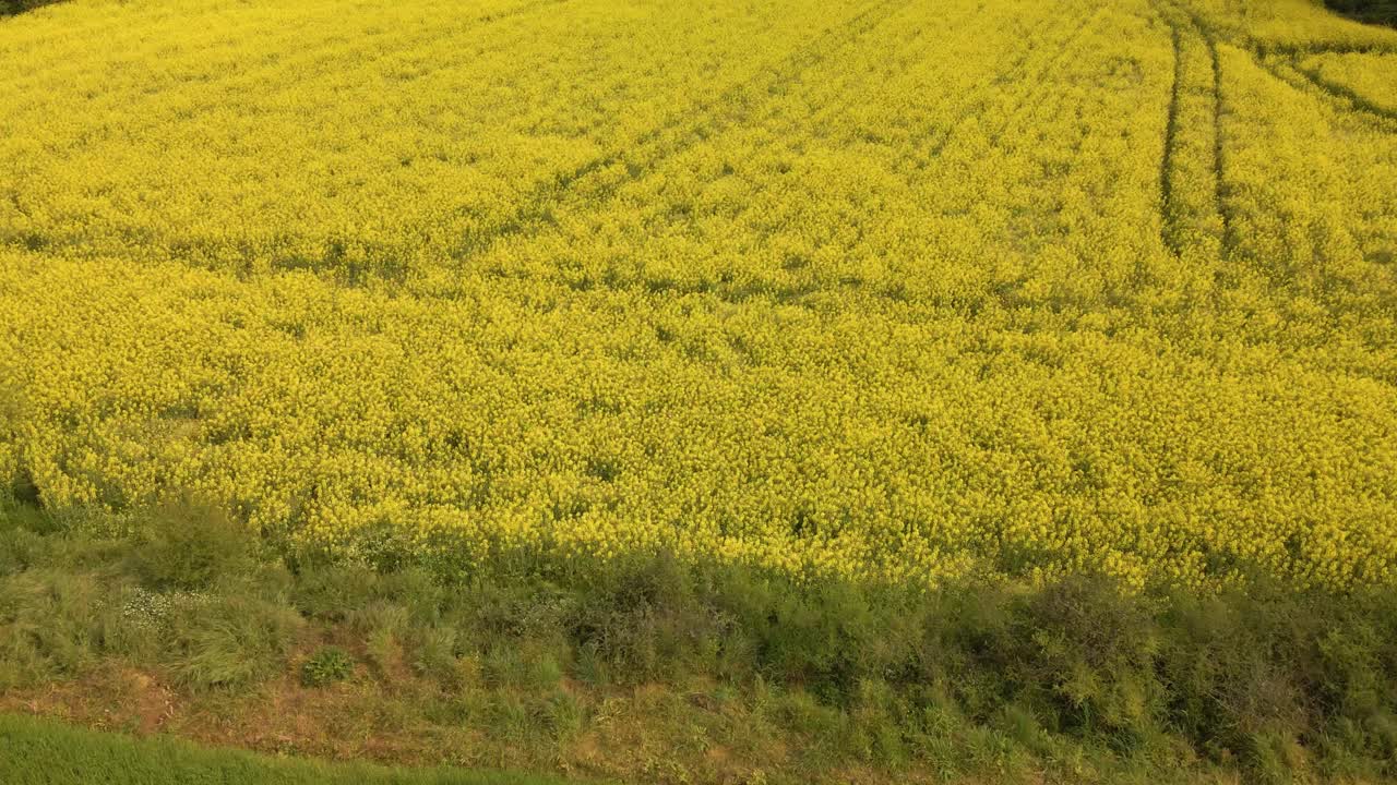 꽃이 만발한 유채 밭 위로 공중 틸트 다운 샷
