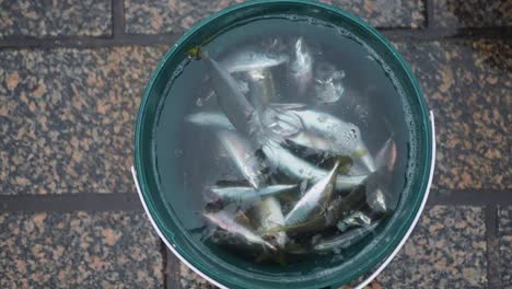 freshly caught mackerel in a bucket