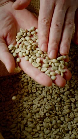 hands pouring green coffee beans