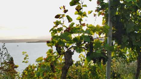 Medium-view-of-backlit-dark-purple-grape-bunch-and-vines-by-lake