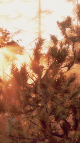 golden sunset in a pine forest